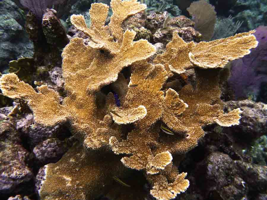 <p style="text-align:center;"><span style="font:12px &#39;Lucida Grande&#39;, LucidaGrande, Verdana, sans-serif; font-weight:bold; color:#000000;font-weight:bold; ">Politilly Staghorn Coral</span></p>